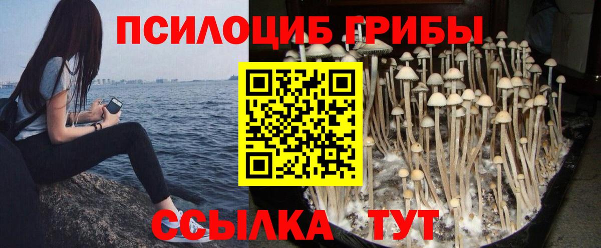 как найти наркотики  Псилоцибиновые грибы Cubensis  Псилоцибиновые грибы Cubensis  Вход с VPN  Печора 